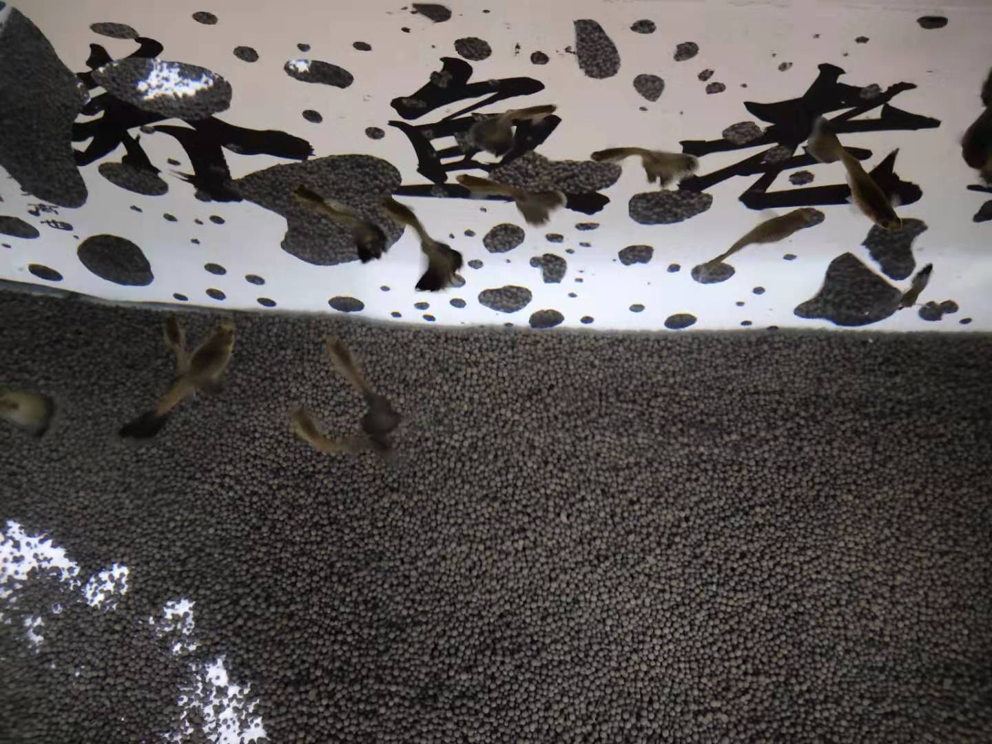 孔雀鱼刚到家怎么处理,怎么判断孔雀鱼生病了