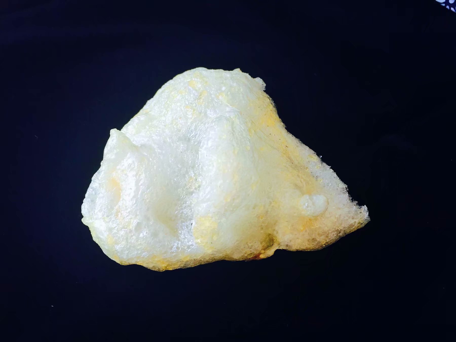 此鱼生长在固定的50公里之内，其鳔贵为稀有珍品