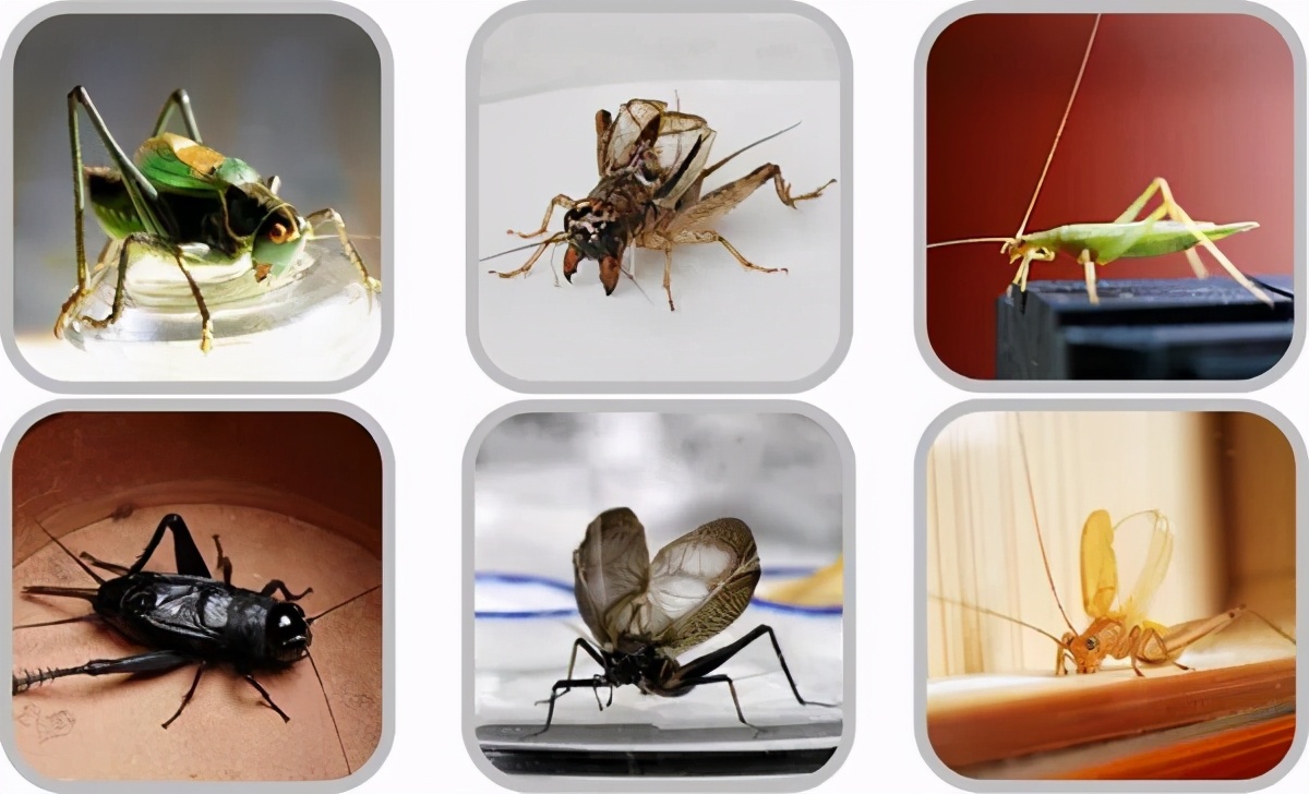 扎嘴鸣虫怎样饲养,吉尔鸣虫如何饲养