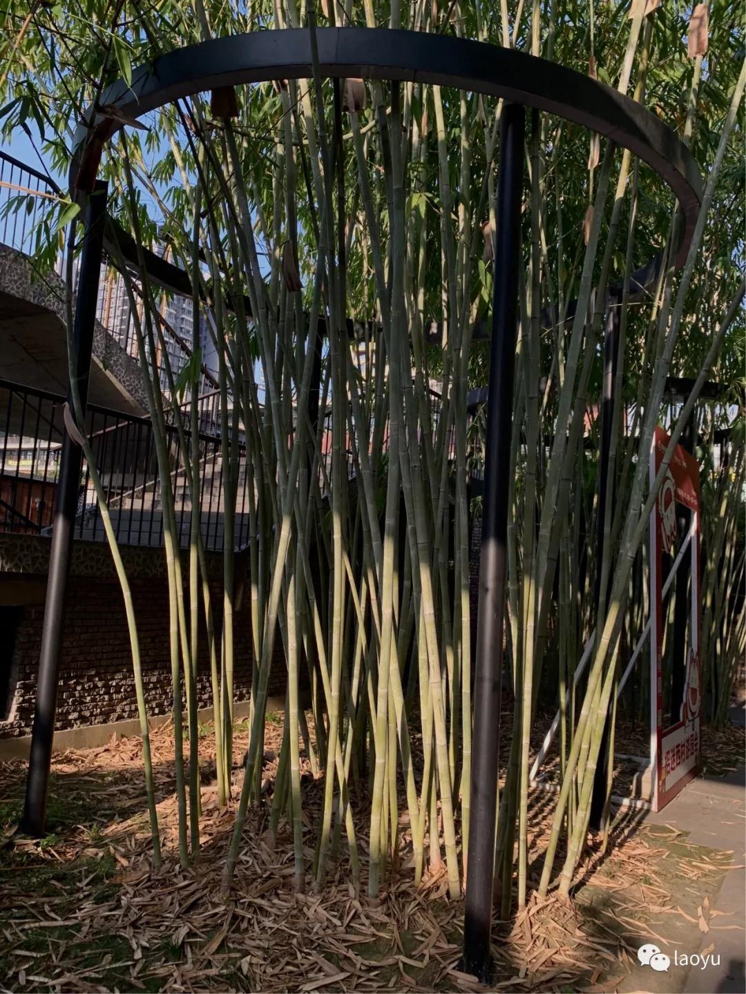 湖北西村印象,由广州西村坐地铁去岭南印象园