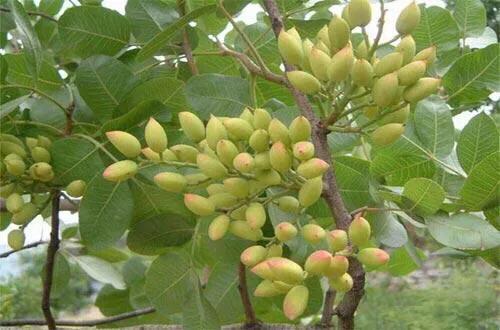 开心果为什么叫开心果,开心果的原果是什么样的