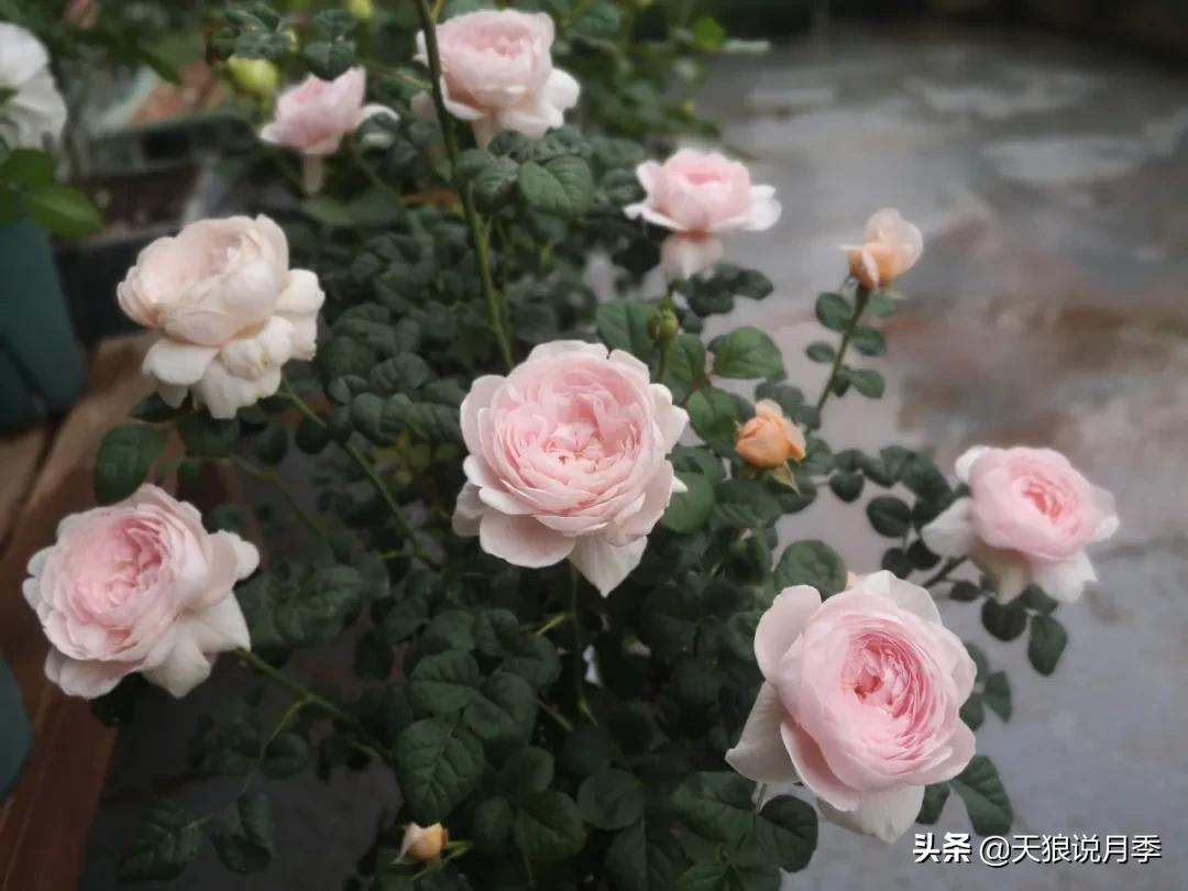 花友家的春花都开爆爆爆了，快来云赏花！（上）