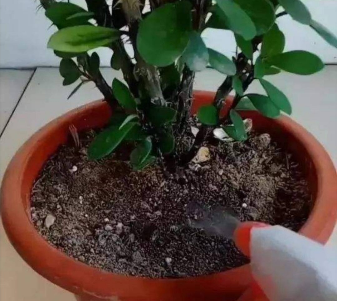 天热了花草的小虫怎么除,天气热了有小的虫子怎么办