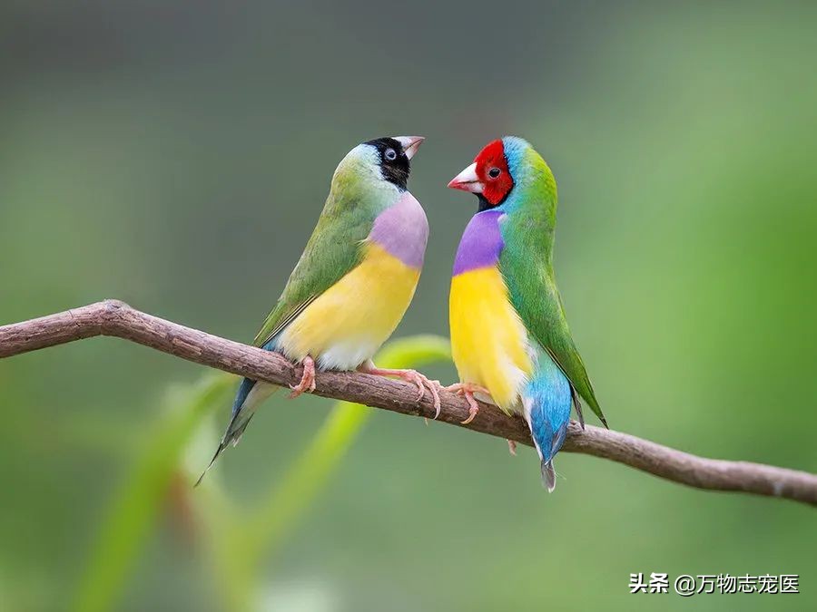 常见的宠物鸟种类有哪些名字,十大宠物鸟排行榜