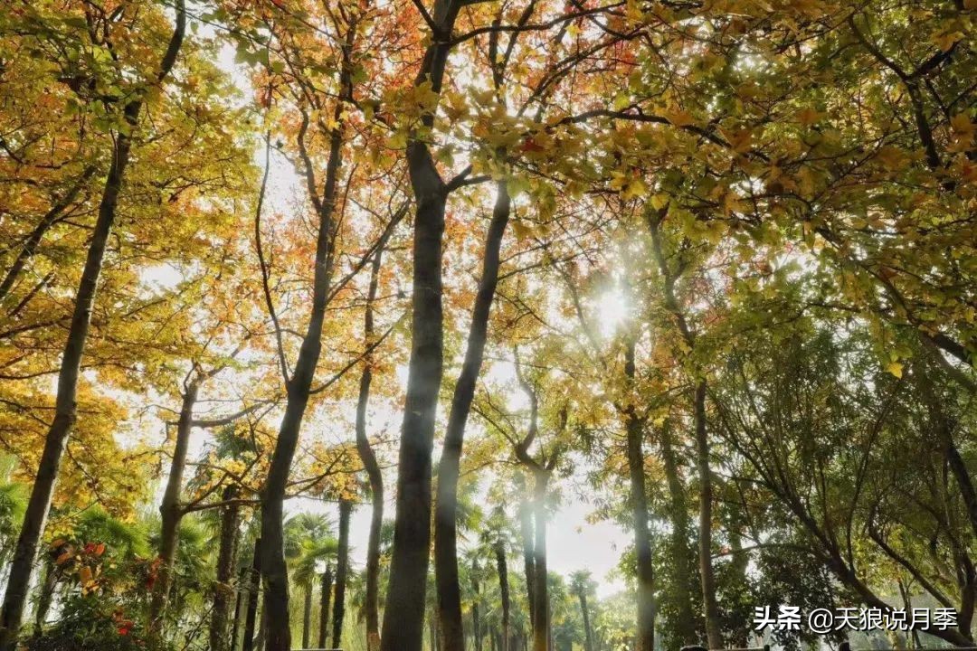 天狼团队最新视频,天狼团队所有视频