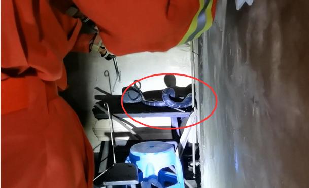 村民家中惊现2米长眼镜王蛇,近3米长眼镜王蛇出没