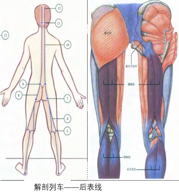 菊促不安？做完肛拭子变成企鹅步？其中酸爽推测，助你掌控全菊