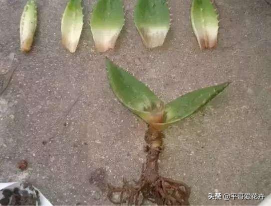 芦荟叶片干瘪怎么办,芦荟的养护技巧叶片干瘪巧处理