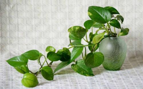 水培绿萝浇水口诀顺口溜,绿萝水培方法和注意事项