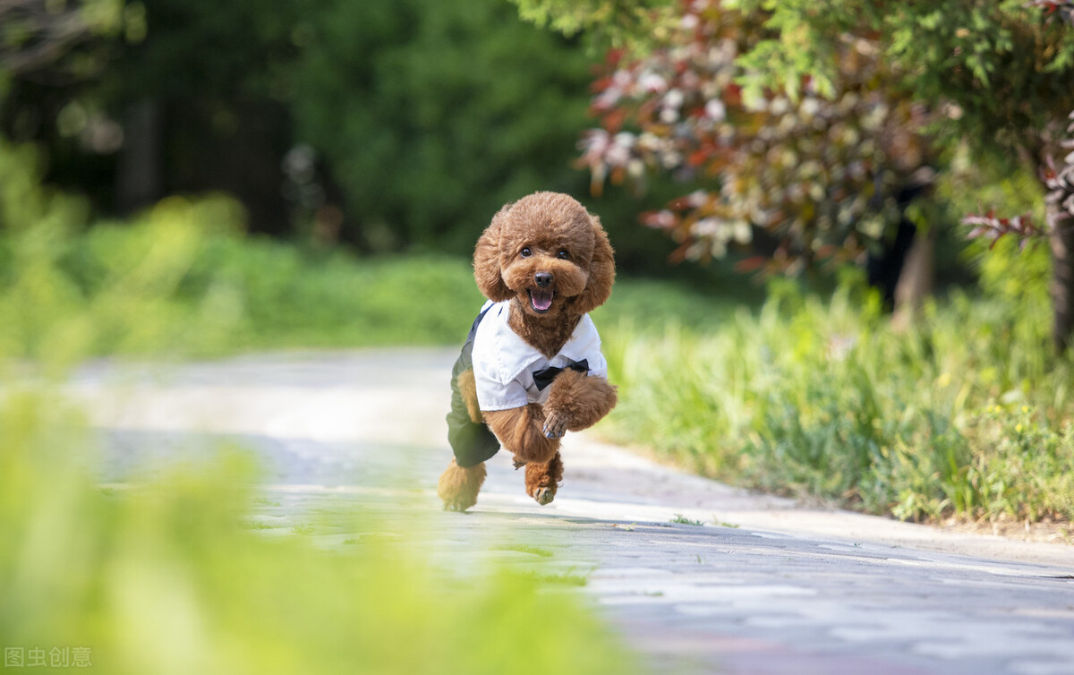 泰迪怎么养新手入门,泰迪怎么养才是正确的