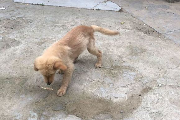 金毛在户外玩耍,金毛在家无聊到疯