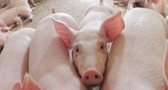 畜禽寄生虫怎么防治,养鸡绦虫防治