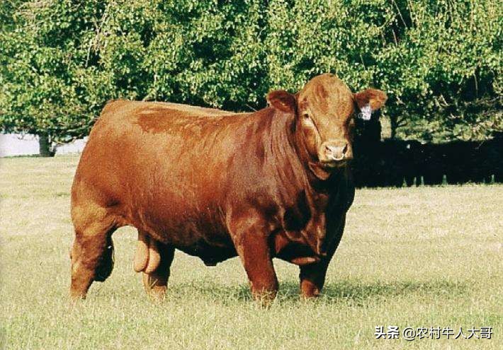 牛消化不良,反刍减少,肚胀怎么办?付有民间治疗偏方