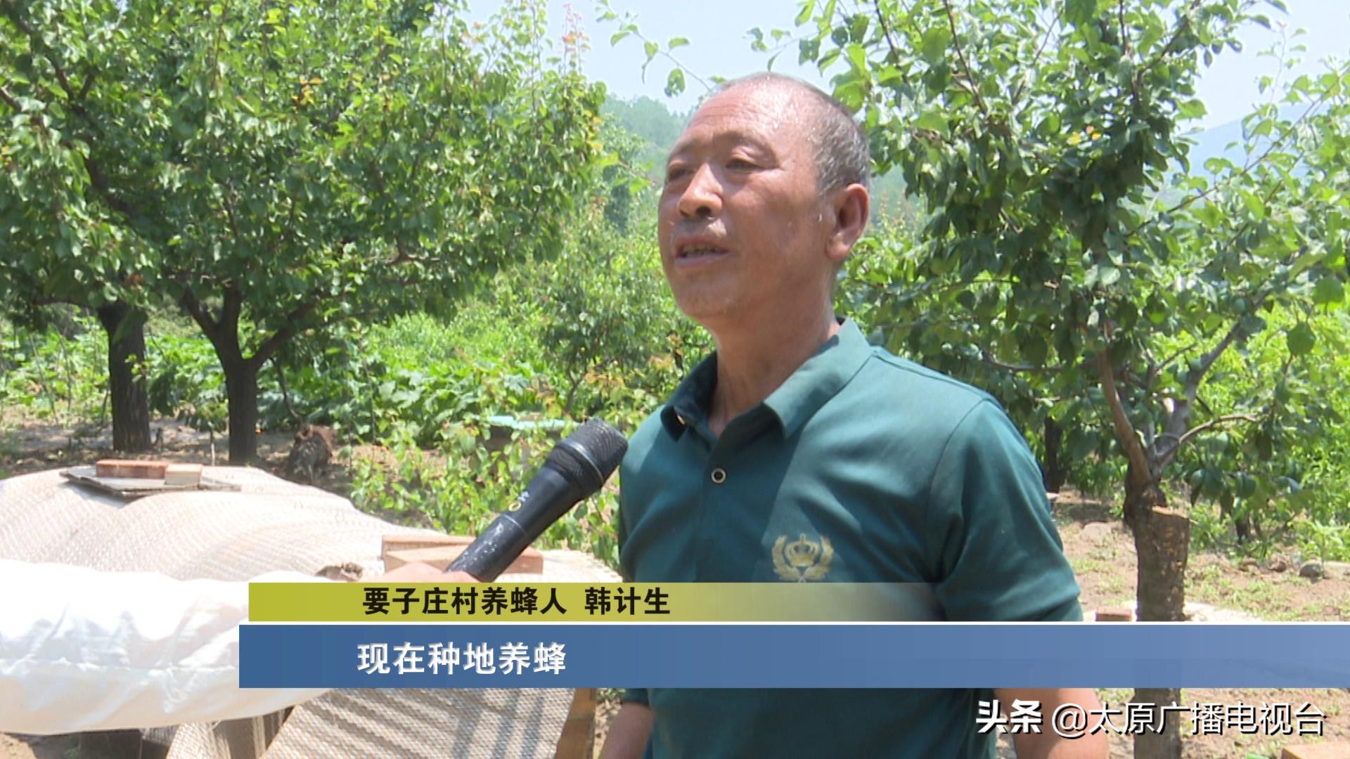 乡村振兴!太原要子庄村“绿”土地长出“金娃娃”