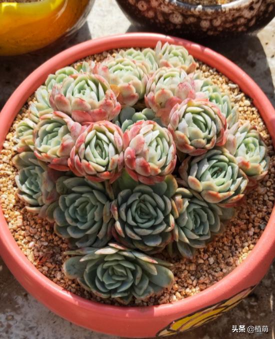 缀化的冰梅，还是头一次见到，真的很漂亮