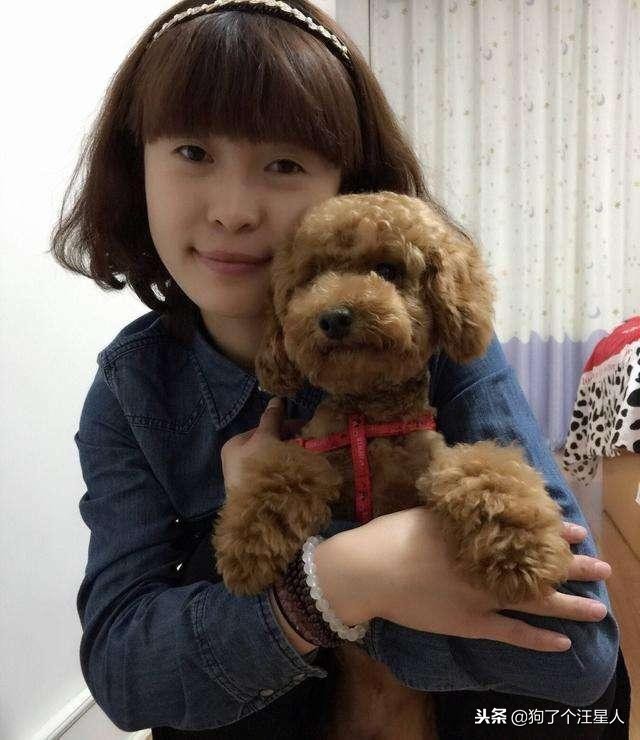 泰迪犬的寿命能达到20岁吗,泰迪犬未生育会影响寿命吗