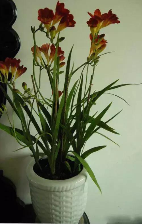 献给那些养花每次都养死的人文案,一直养死花但从未放弃养花