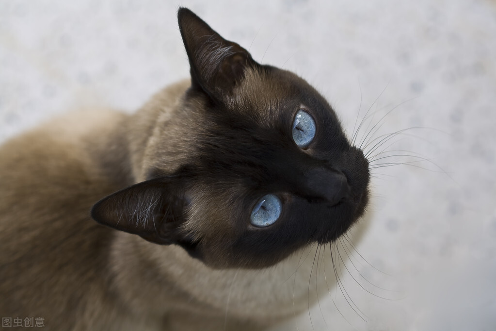 暹罗猫的饲养方法和注意事项,暹罗猫刚养注意什么