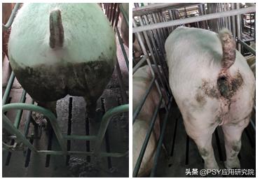 配种时要不要清洗母猪后躯？