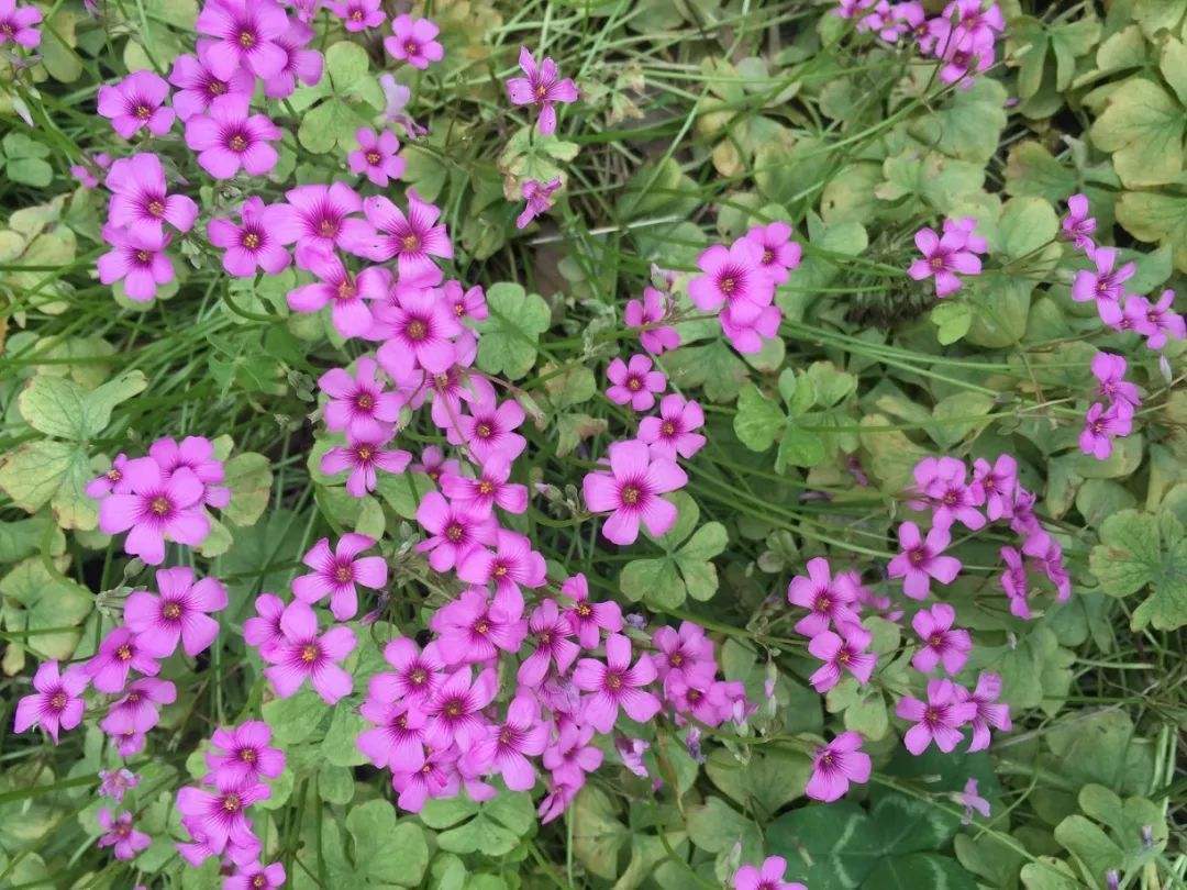 白花三叶草开花图片,开花三叶草浓密款