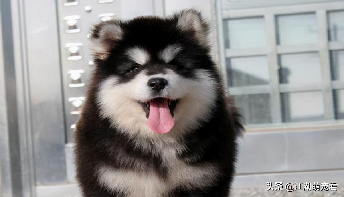 如果你想养狗理由是什么,如果你要养一只猫的话要必备什么