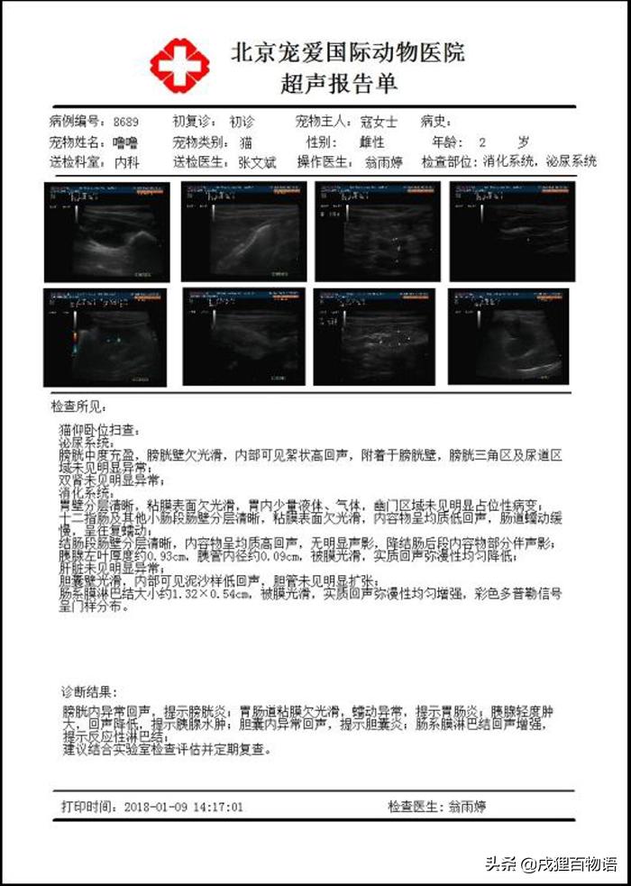 猫咪得了猫瘟初期症状,猫咪得了猫瘟治疗得多少钱