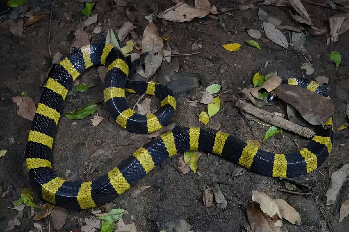 金环蛇的危险,最吓人的金环蛇