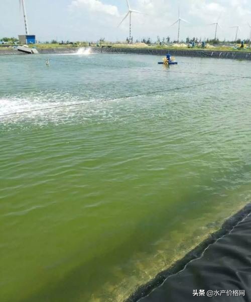 养鱼好不好,养鱼好养不