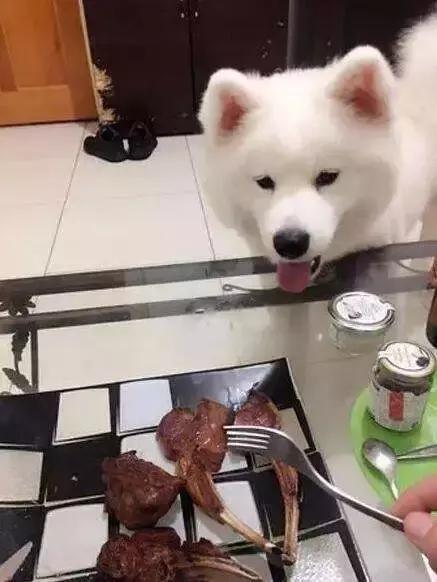 萨摩耶出去乱跑怎么办,萨摩耶出门扑狗怎么办