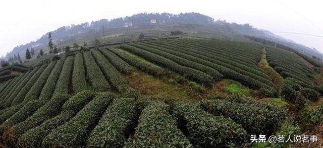 邛崃绿色产业园,邛崃碧涛茶厂