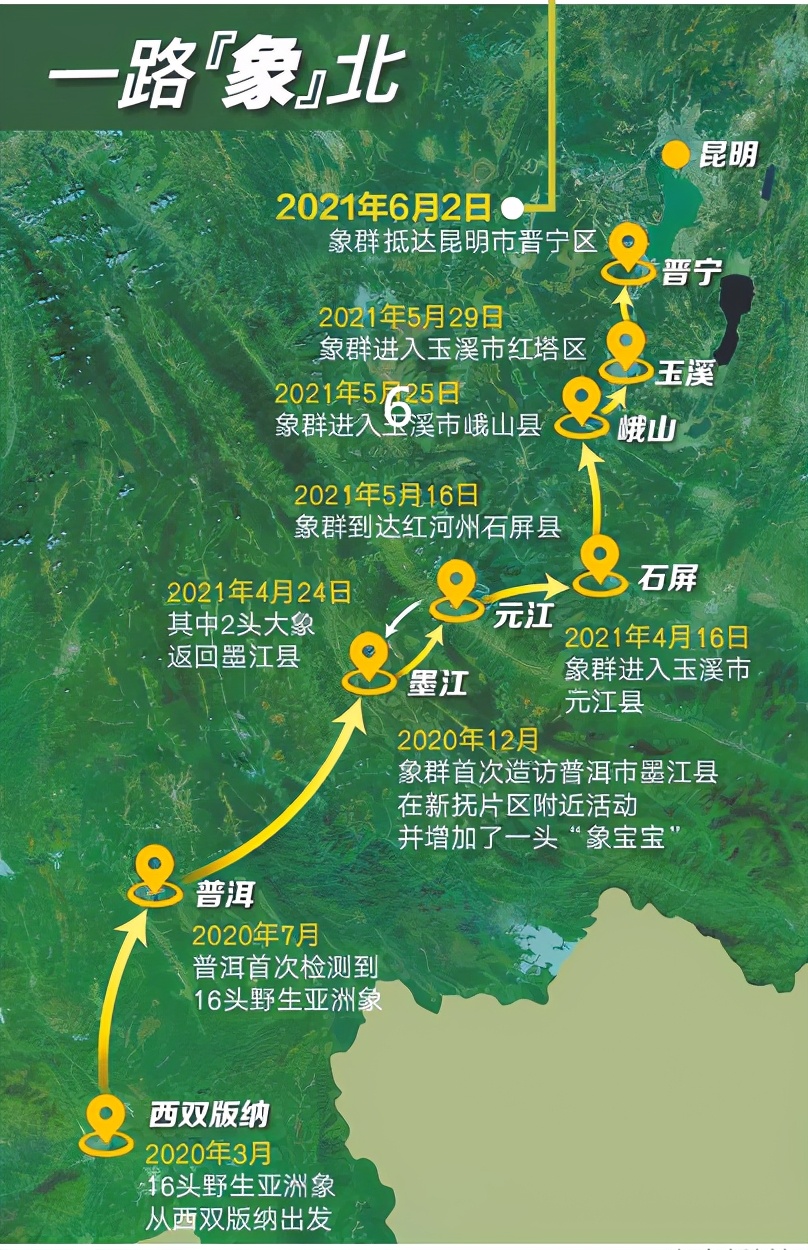 专访：亚洲象北上是整体趋势，长期投喂香蕉、菠萝、玉米等高糖、高热量食物，可能导致野象得高血压、糖尿病