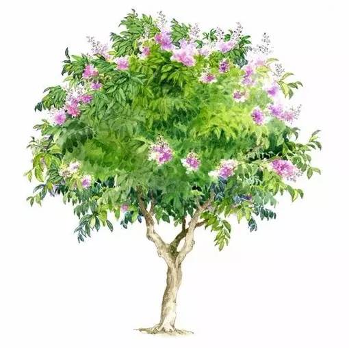 十种不同树叶的画法,五种不同树木的画法简单的