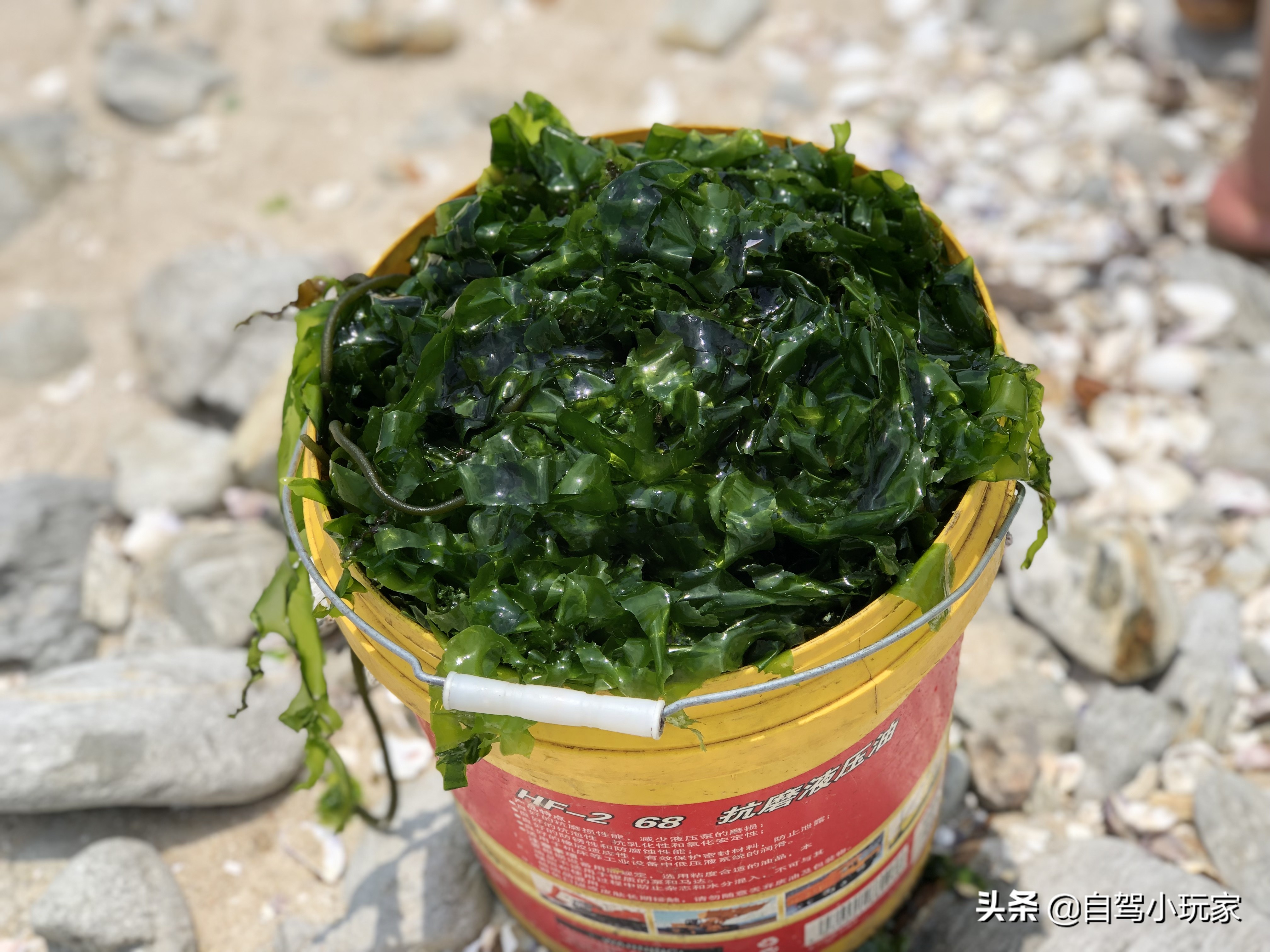 惠州最美礁石海滩,惠州最干净的沙滩推荐