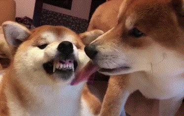 狗吃醋起来比男朋友还难哄,狗子这才是哄女朋友的正确方式