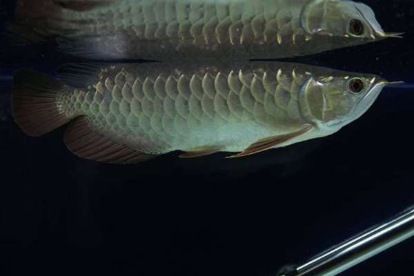 金龙鱼为什么价格便宜,金龙鱼跟红龙鱼哪个贵