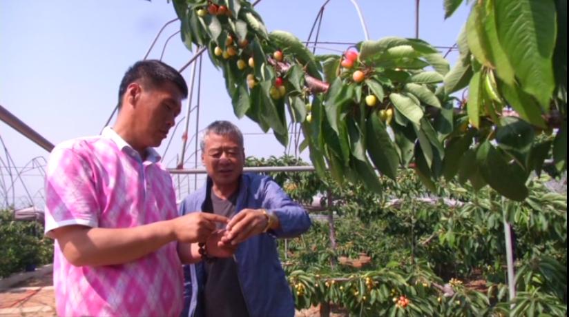 种植樱桃带动群众致富业绩介绍,下岗工人创业2元糖葫芦年赚2千万