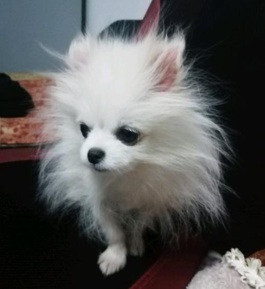 博美毛发稀少吃什么,博美毛发稀少不爱吃东西