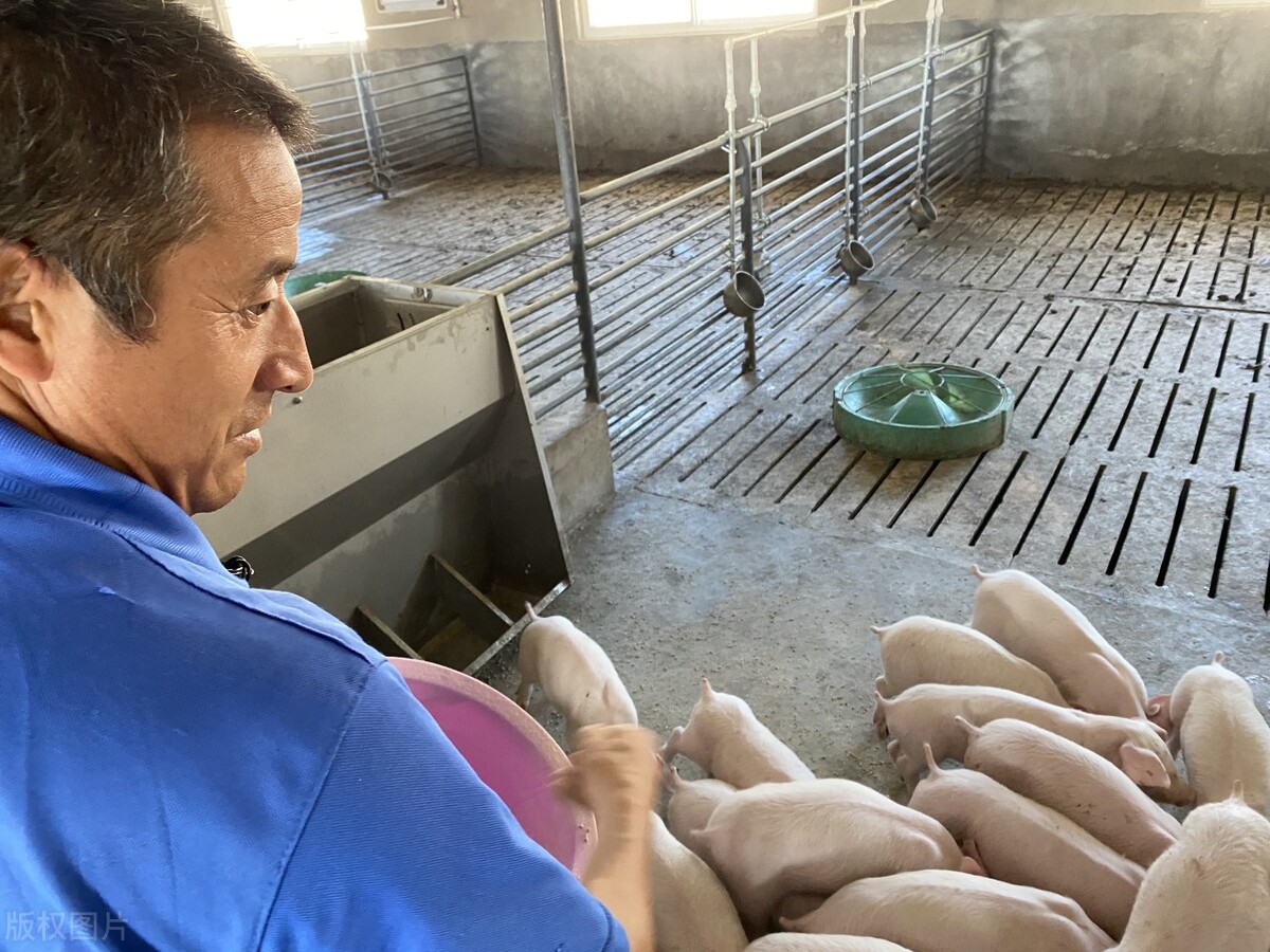 给猪打针打退烧针,如何防止猪高热症