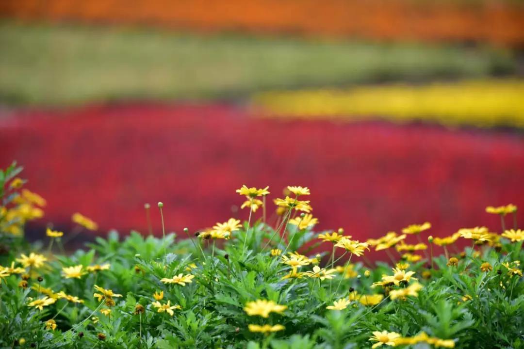 联合推送丨绿心乐心，人人关心——部门网友话绿心
