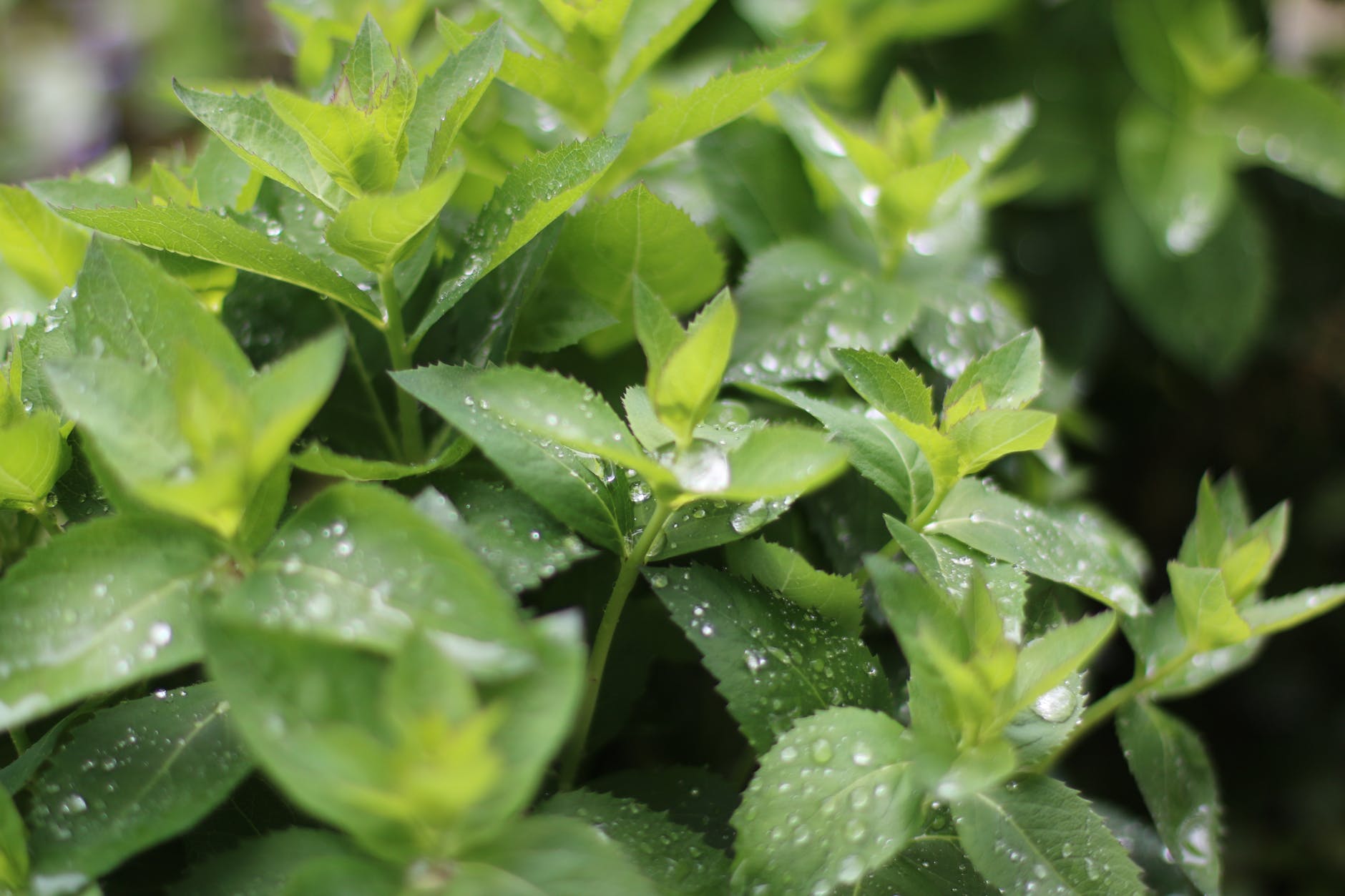 分手后诅咒前任的是什么心理,心理原因分析