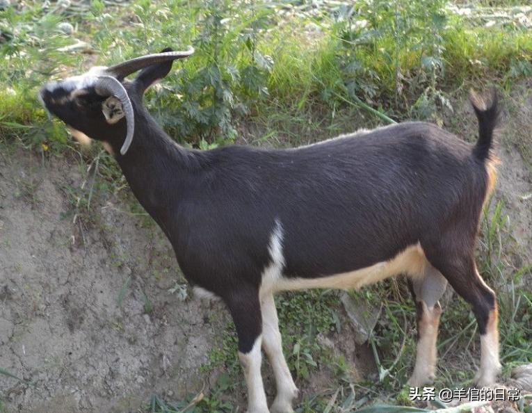 绵羊养殖技巧教学,绵羊的正确养殖方法