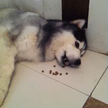 狗犬瘟后期还有救吗,我家狗这是懒到什么程度