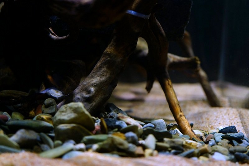 南美水族论坛推荐,南美水草造景论坛