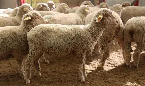 羊寄生虫的症状和治疗方法,羊有寄生虫会有什么症状