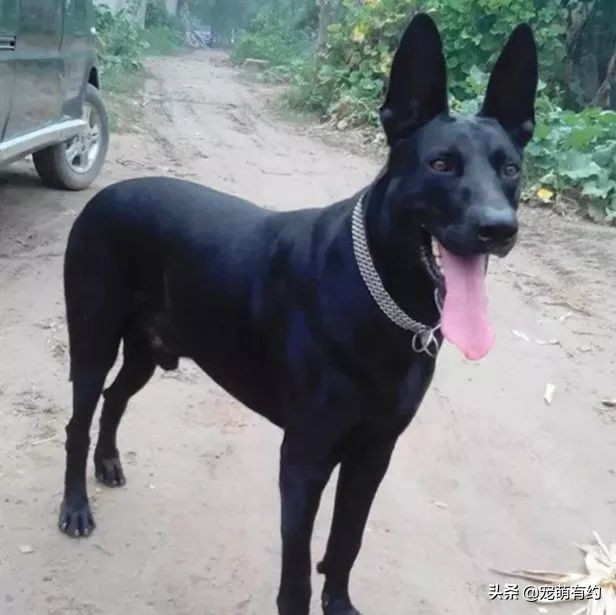 中国黑狼犬警犬,黑狼犬威猛视频