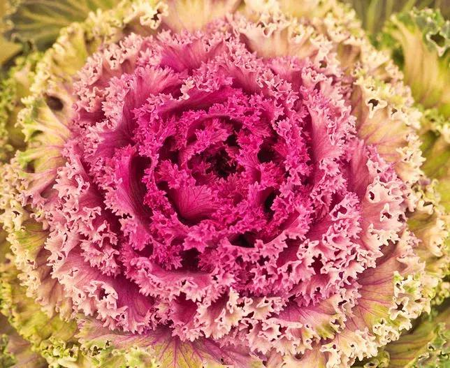 绿色像菜一样的花,像菜一样的花