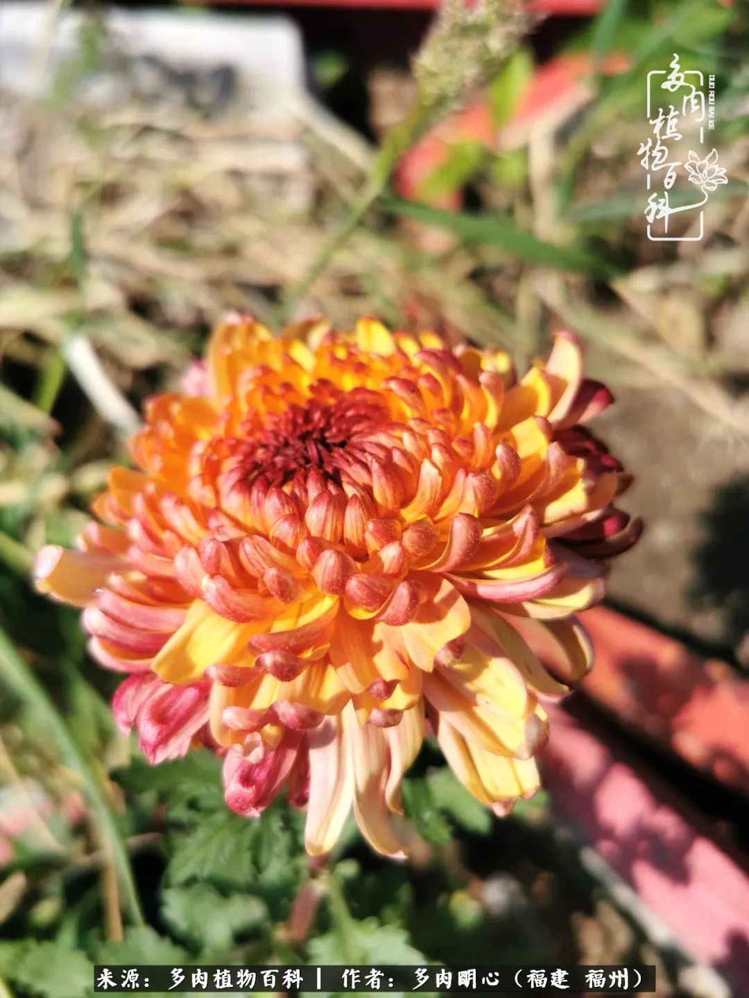 唯美雅致意境飘逸的多肉,蝶舞悠然多肉视频