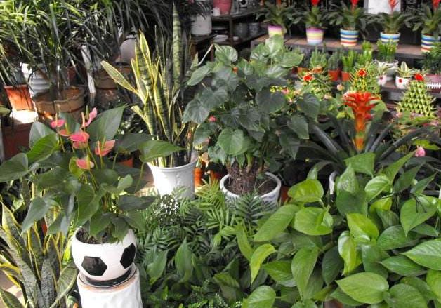 刚买回来的盆栽花怎么处理,市场买回的花要如何养