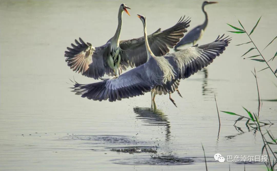 磴口南湖的苍鹭“斗舞”了,大家快来看
