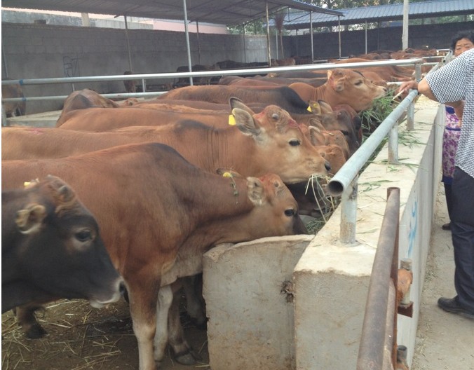 公路即将恢复收费，可不要着急买牛犊，而忽视了买牛的风险